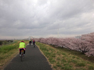 お花見サイクリング